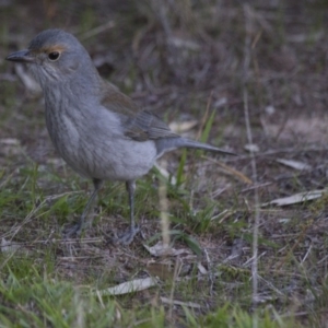 Colluricincla harmonica at Belconnen, ACT - 29 May 2016