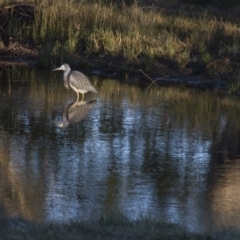 Egretta novaehollandiae (White-faced Heron) at Belconnen, ACT - 29 May 2016 by AlisonMilton