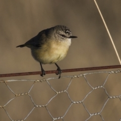 Acanthiza chrysorrhoa (Yellow-rumped Thornbill) at Belconnen, ACT - 29 May 2016 by AlisonMilton