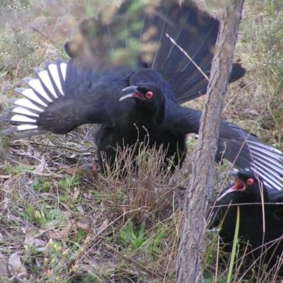 Corcorax melanorhamphos (White-winged Chough) at Mount Taylor - 6 Aug 2017 by MatthewFrawley