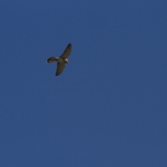 Falco cenchroides (Nankeen Kestrel) at Belconnen, ACT - 29 May 2016 by Alison Milton