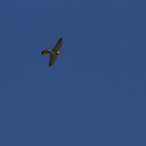 Falco cenchroides at Belconnen, ACT - 29 May 2016