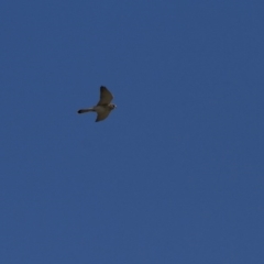 Falco cenchroides at Belconnen, ACT - 29 May 2016