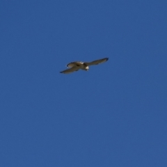 Falco cenchroides at Belconnen, ACT - 29 May 2016