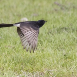 Rhipidura leucophrys at Belconnen, ACT - 17 Sep 2016