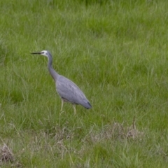 Egretta novaehollandiae (White-faced Heron) at Belconnen, ACT - 17 Sep 2016 by AlisonMilton