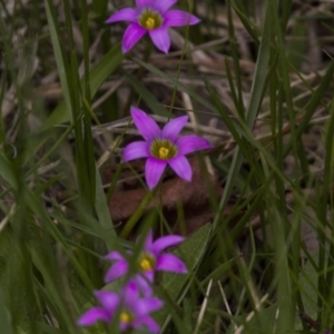 Romulea rosea var. australis at Holt, ACT - 17 Sep 2016