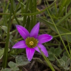 Romulea rosea var. australis at Holt, ACT - 17 Sep 2016