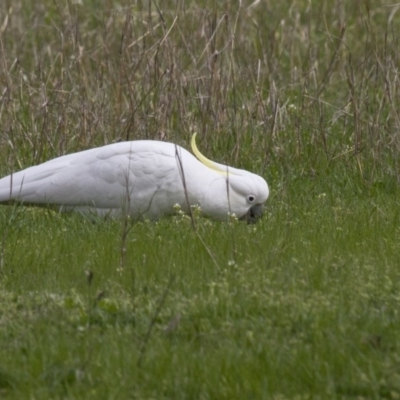 Cacatua galerita (Sulphur-crested Cockatoo) at Belconnen, ACT - 17 Sep 2016 by AlisonMilton