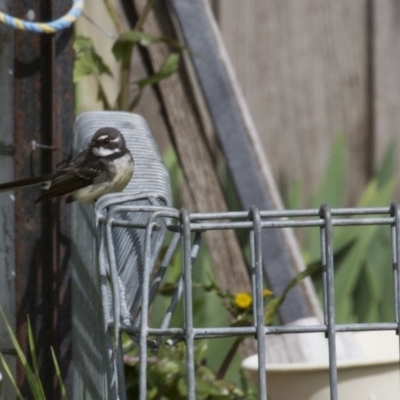 Rhipidura albiscapa (Grey Fantail) at Belconnen, ACT - 17 Sep 2016 by AlisonMilton