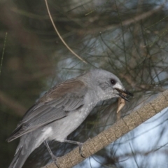 Colluricincla harmonica (Grey Shrikethrush) at Belconnen, ACT - 26 Mar 2016 by AlisonMilton