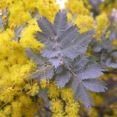 Acacia baileyana (Cootamundra Wattle, Golden Mimosa) at Kambah, ACT - 6 Aug 2017 by MatthewFrawley