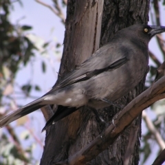 Strepera versicolor (Grey Currawong) at Mount Taylor - 6 Aug 2017 by MatthewFrawley