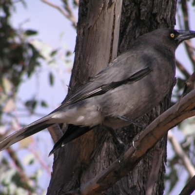 Strepera versicolor (Grey Currawong) at Mount Taylor - 6 Aug 2017 by MatthewFrawley