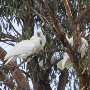 Cacatua galerita at Higgins, ACT - 6 Aug 2017 11:07 AM