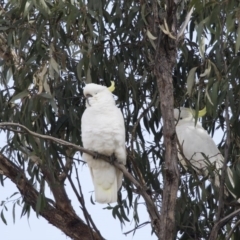 Cacatua galerita at Higgins, ACT - 6 Aug 2017 11:07 AM