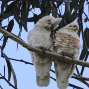 Cacatua sanguinea at Higgins, ACT - 6 Aug 2017