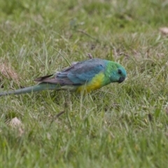 Psephotus haematonotus (Red-rumped Parrot) at Belconnen, ACT - 17 Sep 2016 by AlisonMilton