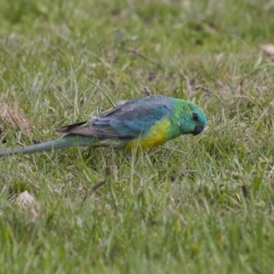 Psephotus haematonotus (Red-rumped Parrot) at Belconnen, ACT - 17 Sep 2016 by Alison Milton