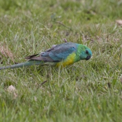 Psephotus haematonotus (Red-rumped Parrot) at Belconnen, ACT - 17 Sep 2016 by AlisonMilton