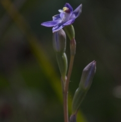 Thelymitra (genus) (sun orchids) at Dunlop, ACT - 26 Oct 2014 by AlisonMilton