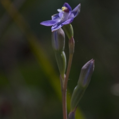 Thelymitra (genus) (sun orchids) at Dunlop, ACT - 26 Oct 2014 by AlisonMilton