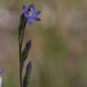 Thelymitra sp. at Dunlop, ACT - suppressed