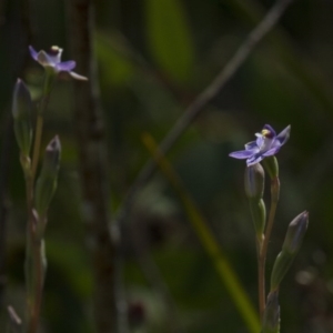 Thelymitra sp. at Dunlop, ACT - suppressed