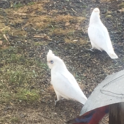 Cacatua sanguinea (Little Corella) at Royalla, NSW - 7 Aug 2017 by Quantumcat