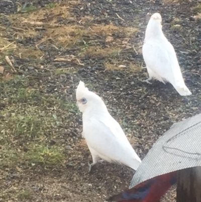 Cacatua sanguinea (Little Corella) at Royalla, NSW - 6 Aug 2017 by Quantumcat