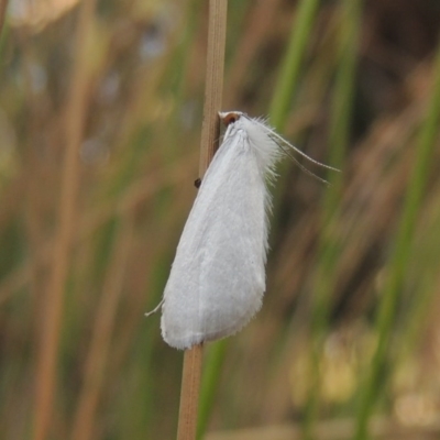 Tipanaea patulella (A Crambid moth) at Stranger Pond - 25 Mar 2015 by michaelb