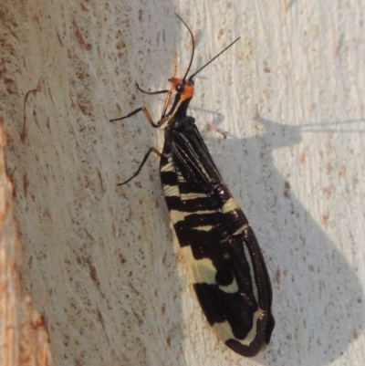 Porismus strigatus (Pied Lacewing) at Stranger Pond - 25 Mar 2015 by michaelb