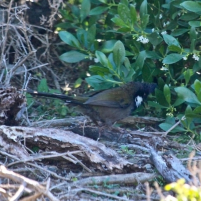 Psophodes olivaceus (Eastern Whipbird) at Eden, NSW - 5 Aug 2017 by RossMannell