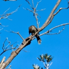 Anthochaera chrysoptera (Little Wattlebird) at Eden, NSW - 6 Aug 2017 by RossMannell