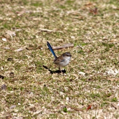 Malurus cyaneus (Superb Fairywren) at Eden, NSW - 6 Aug 2017 by RossMannell