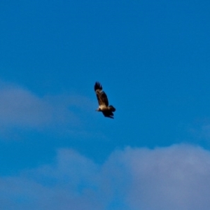Haliaeetus leucogaster at Eden, NSW - 13 Aug 2017 02:03 PM
