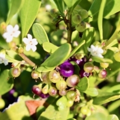 Myoporum boninense subsp. australe (Boobialla) at Eden, NSW - 6 Aug 2017 by RossMannell