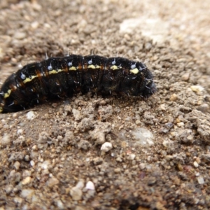 Apina callisto at Molonglo Valley, ACT - 3 Aug 2017