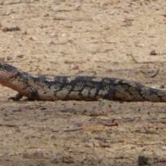 Tiliqua nigrolutea (Blotched Blue-tongue) at Rendezvous Creek, ACT - 19 Feb 2015 by Christine