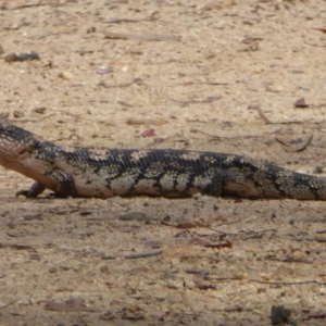 Tiliqua nigrolutea at Rendezvous Creek, ACT - 19 Feb 2015 12:00 AM