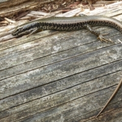 Eulamprus heatwolei (Yellow-bellied Water Skink) at Paddys River, ACT - 3 Mar 2015 by Christine