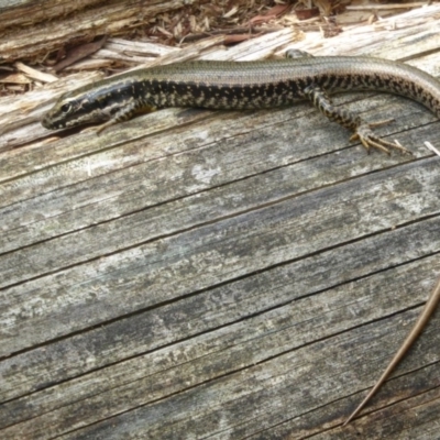 Eulamprus heatwolei (Yellow-bellied Water Skink) at Paddys River, ACT - 2 Mar 2015 by Christine