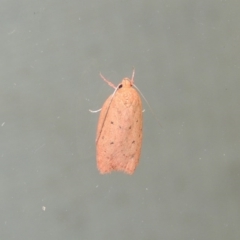 Garrha leucerythra (A concealer moth) at Conder, ACT - 27 Mar 2015 by MichaelBedingfield