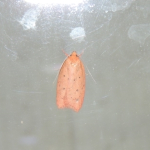 Garrha leucerythra at Conder, ACT - 27 Mar 2015 10:19 PM