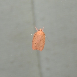 Garrha leucerythra at Conder, ACT - 27 Mar 2015 10:19 PM