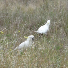 Cacatua galerita (Sulphur-crested Cockatoo) at Hughes, ACT - 12 Nov 2011 by ruthkerruish