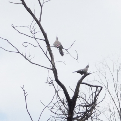 Ocyphaps lophotes (Crested Pigeon) at Hughes, ACT - 25 Mar 2011 by ruthkerruish