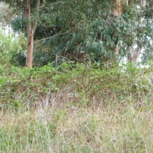 Rubus anglocandicans at Garran, ACT - 25 Jan 2012 12:00 AM