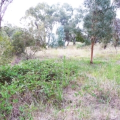 Rubus anglocandicans at Garran, ACT - 25 Jan 2012 12:00 AM