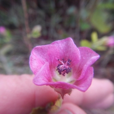 Pavonia hastata (Spearleaf Swampmallow) at Mawson, ACT - 7 Aug 2017 by MichaelMulvaney